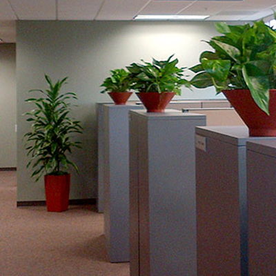 San Diego Botanicals San Diego Botanicals