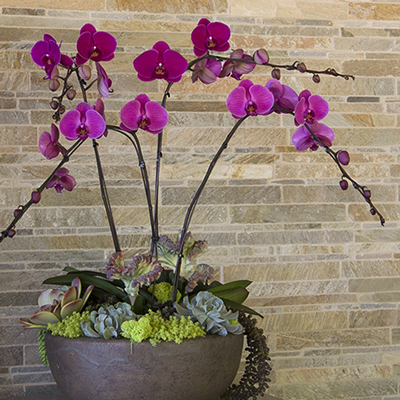 San Diego Botanicals San Diego Botanicals